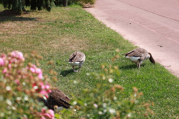 Beautiful flowers, animals and bird in the public garden