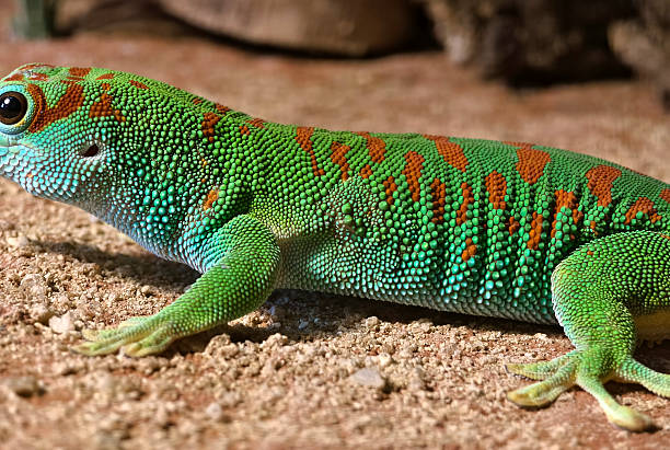 istock A colorful gecko resting on a sand surface in natural habitat 2234090087
