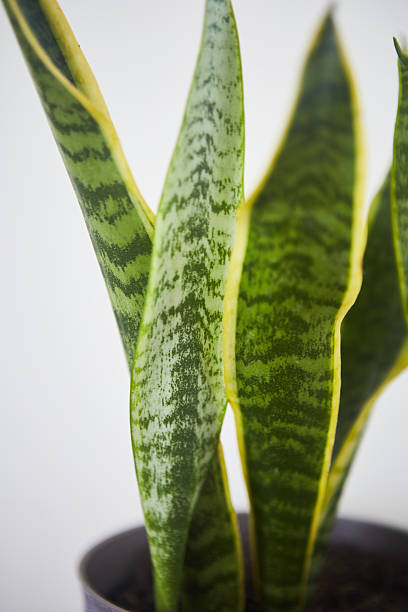 istock Close-up of Snake plant on white 2234090184