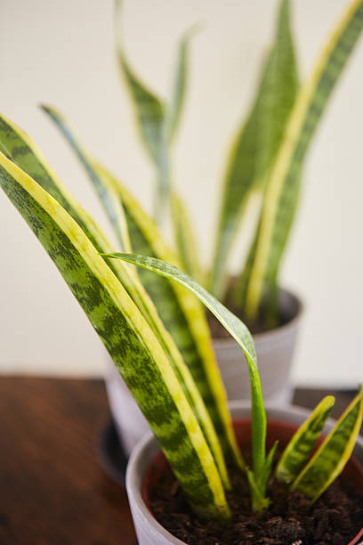 istock Close-up of two Snake plant pot on white 2234090213