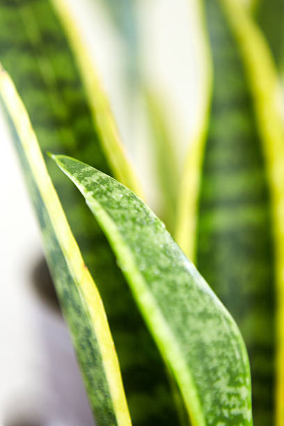 istock Close-up of Snake plant on white 2234090216