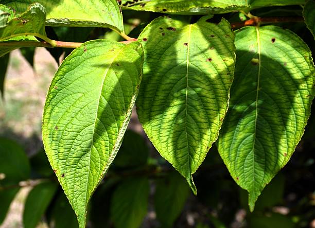 Light and shadows on the leaves.
