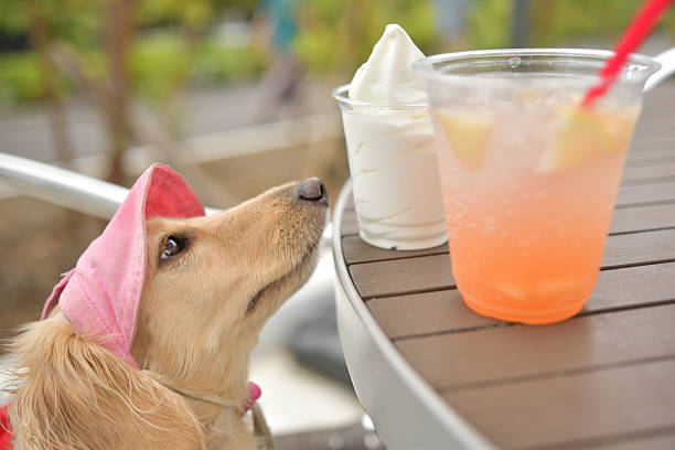 A dog gazes longingly at an ice cream cone.