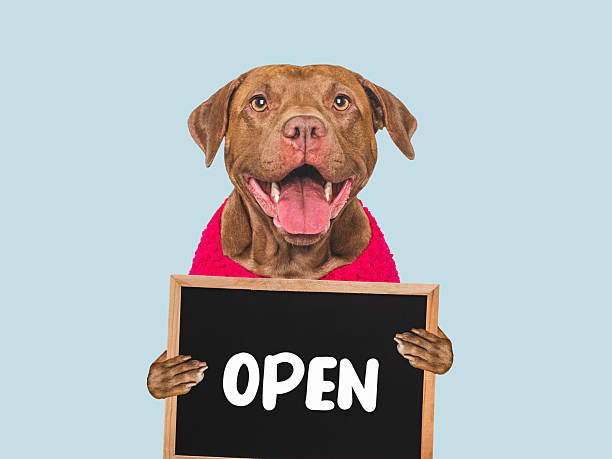 istock Cute dog and signboard with inscription OPEN 2234092523
