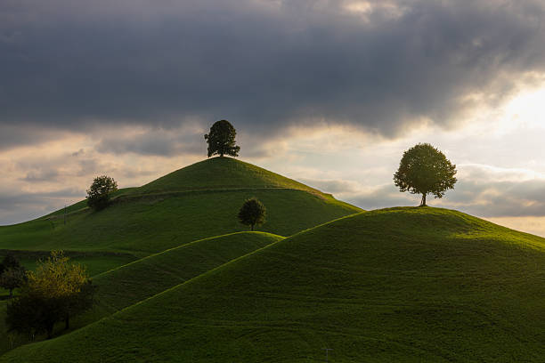 the drumlins - moraine hills with linden trees on the top