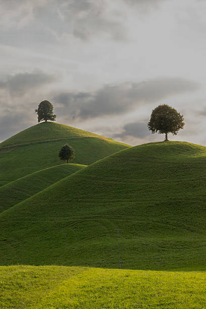 istock the drumlins - moraine hills with linden trees on the top 2234093221