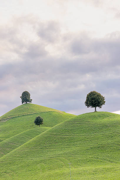 istock the drumlins - moraine hills with linden trees on the top 2234093227
