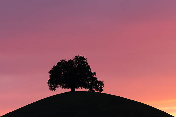 istock a single tree on the top of a hill with sunset glow 2234093240