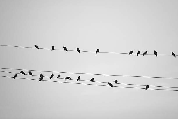 istock silhouette of crows on power lines 2234093241