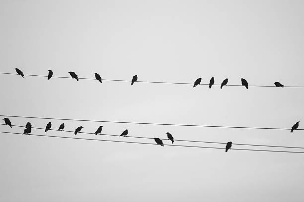 istock silhouette of crows on power lines 2234093242