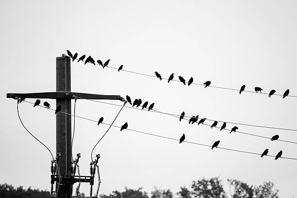 silhouette of crows on power lines