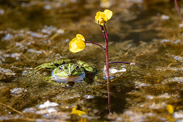 a frog sits in a pond with yellow flowers