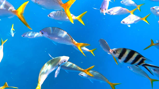 istock Underwater Fish View in Palau 2234093310