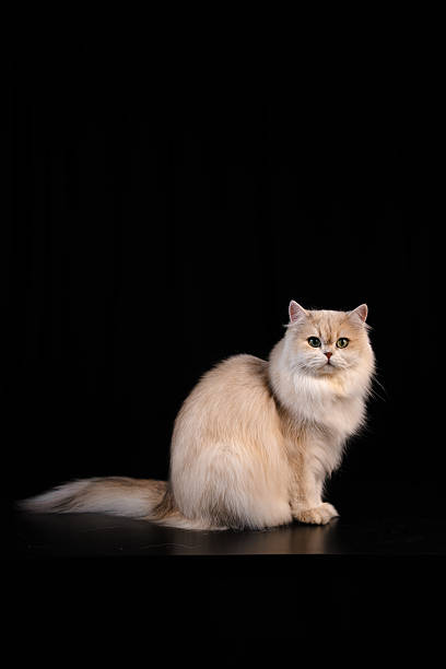 Brown British long hair cat posing and looking at camera