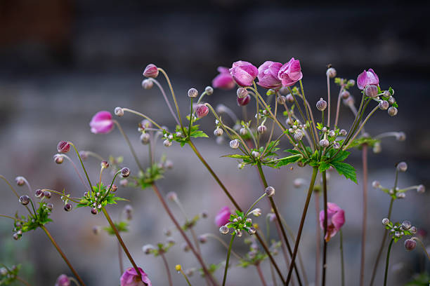 Stem with blooming buds of pink geranium. Delicate flower closeup. The beginning of the life of indoor plants stock photo