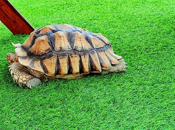 A side view of the sleeping turtle of Centrochelys or the African spurred tortoise on the green grass.