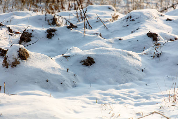 Close-up of snow texture on a ski slope with skis and foot imprints.