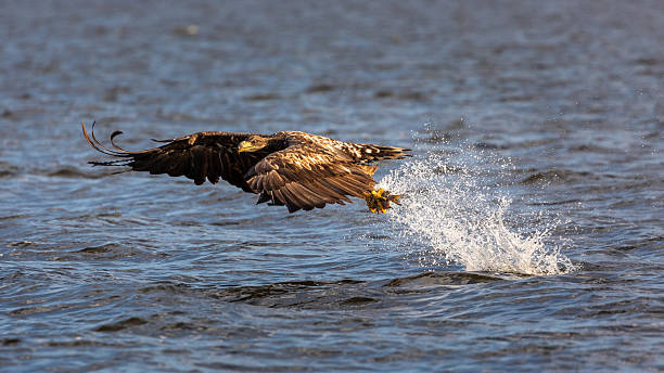 istock White tailed eagle hunting fish over Szczecin Lagoon in Poland. 2234096002