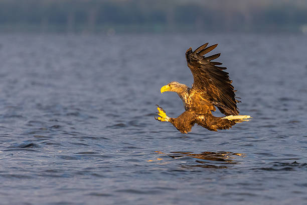 istock White tailed eagle hunting fish over Szczecin Lagoon in Poland. 2234096016