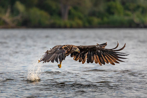 istock White tailed eagle hunting fish over Szczecin Lagoon in Poland. 2234096034