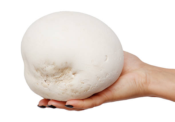 istock Puffball mushroom in hand isolated on white background 2234096635