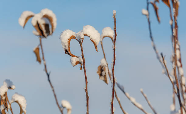 istock A bunch of branches covered in snow 2234096654