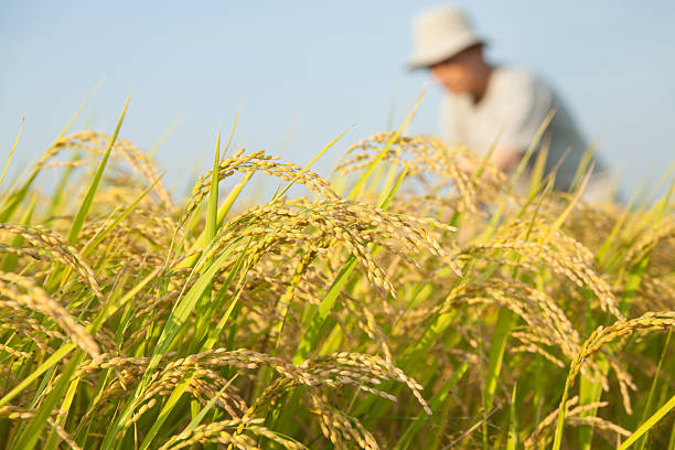 istock Farmers Checking Rice Crops Before Harvest 2234096805