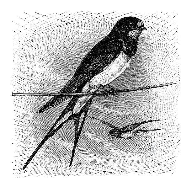 Barn Swallow (Hirundo rustica)