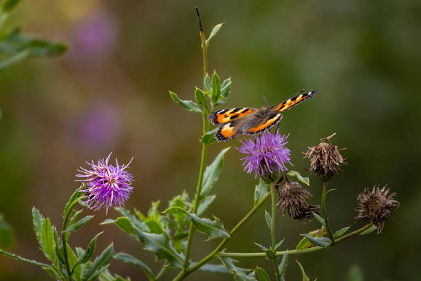 A mother-of-pearl butterfly on a flower. Beautiful bright background.