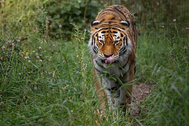 istock Siberian tiger, also known as the Amur tiger 2234097696