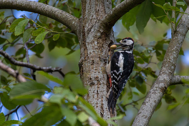 istock Greater Spotted Woodpecker  with nut 2234098458