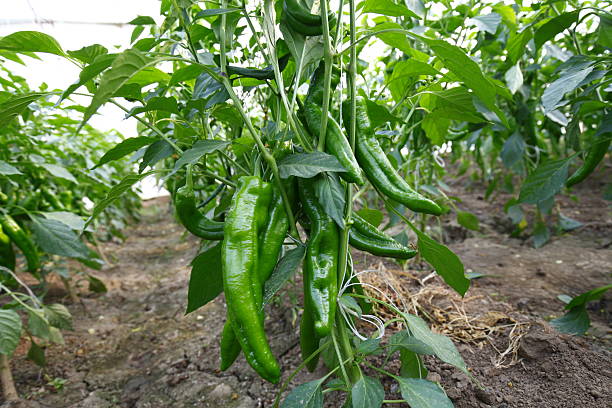 istock Green pepper grown in greenhouses 2234099448