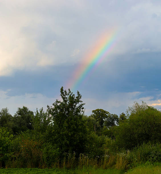 istock A bright, clear rainbow descends from the cloudy sky directly over the treetops. This scene, filled with natural magic, conveys a sense of calm and hope after the rain. 2234101627
