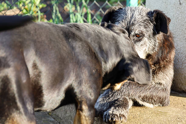 A tender dog moment. Two loyal friends lovingly embrace while enjoying the sun's rays. This touching scene conveys the warmth and unbreakable bond between animals.
