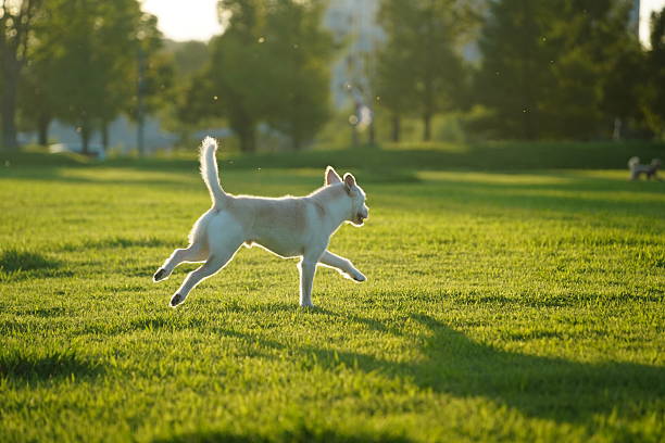 Happy White Mixed Breed Dog Running in Green Grass