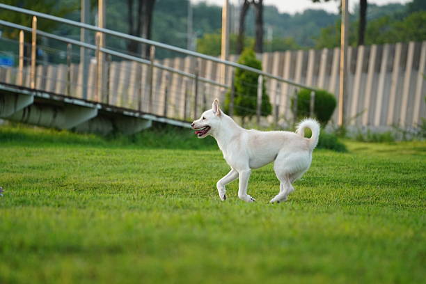 Happy White Mixed Breed Dog Running in Green Grass