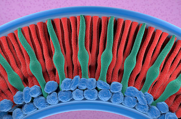 istock Retina photoreceptor (cone and rod cells) – isometric view 3d illustration 2234104664