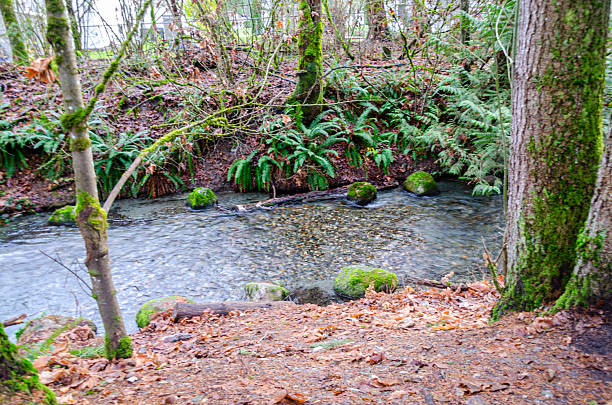 Salmon spawning streams in the Thacker Regional Park in Hope, British Columbia, Canada