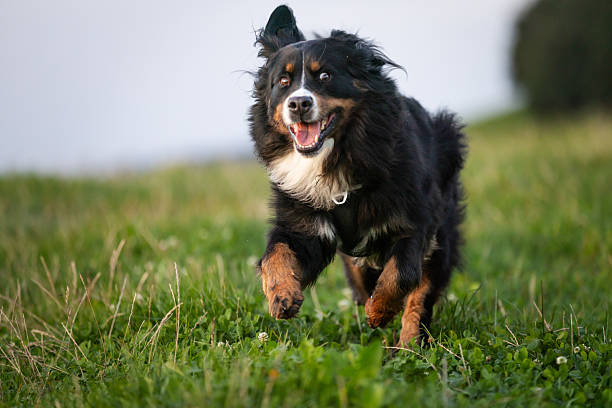 istock Playful domestic dog is running fast on grass area. 2234105688