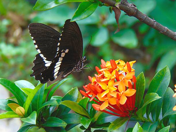 istock Black Swallowtail Butterfly Suckling Nectar 2234105951