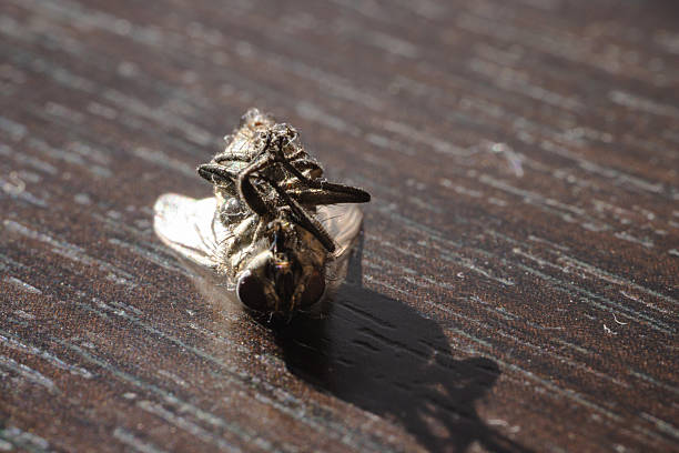 istock Macro shot of a dead fly lying on its back on a wooden surface in natural 2234106980