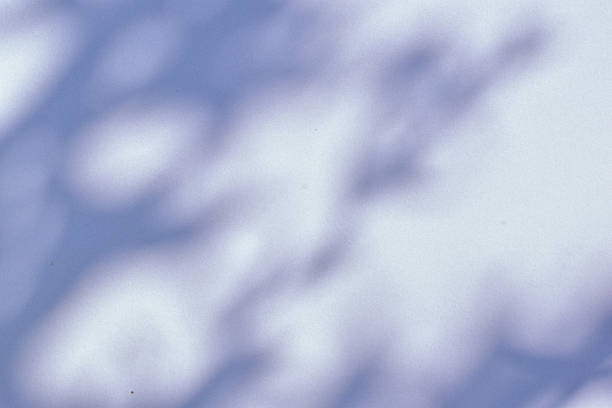 istock Shadow of tree branch sunlight on white background surface 2234107107
