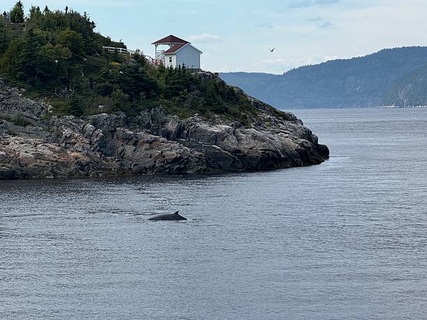 Wild Watching on the ST. Lawrence Fjord