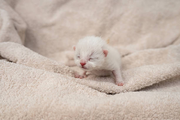 istock Newborn kitten on soft blanket with eyes closed 2234110989