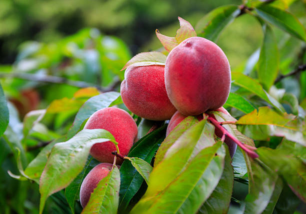 Red peaches ripening on the tree in the garden.