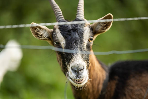 Goat is eating grass on meadow in wilderness area.Sölden - Germany