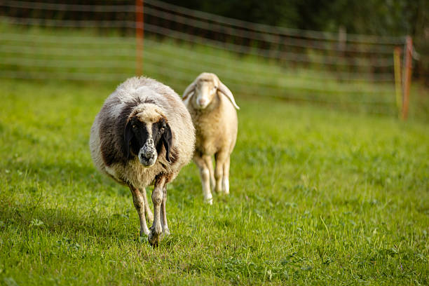 Newborn Gotland sheep lambs in a meadow on a farm in Skaraborg Sweden