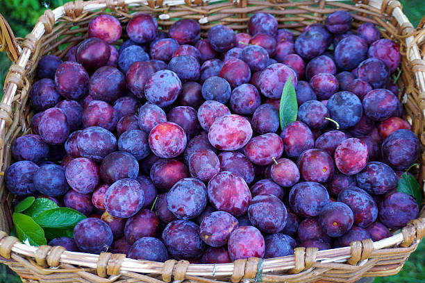 basket full of plums in the autumn
