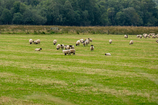 Landscape with white sheep in White Carpathians, Czech Republic