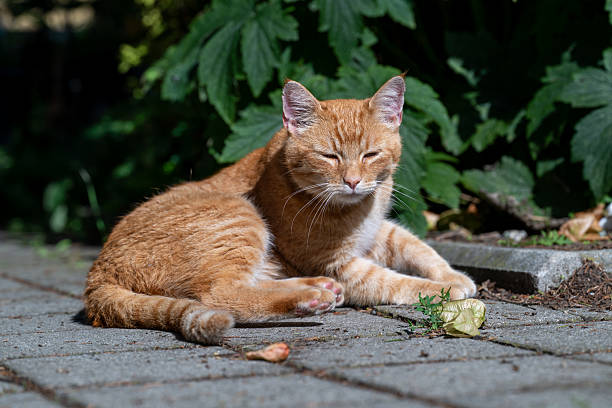 This ginger tabby cat is enjoying a sunny nap on the patio. He looks relaxed and content, soaking up the warmth and enjoying the peace and quiet.